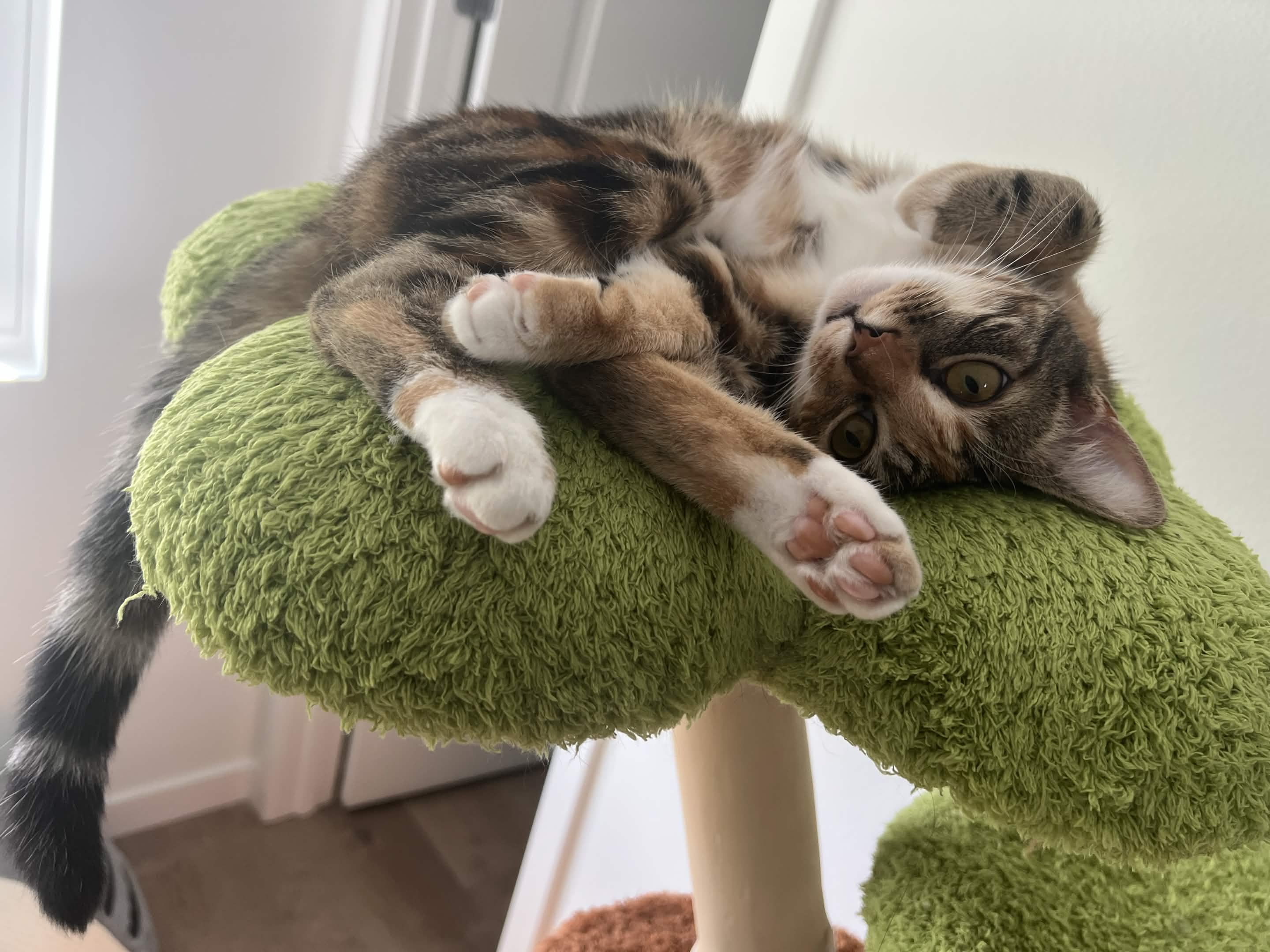 One of Khalid's cats relaxing on a cozy green perch