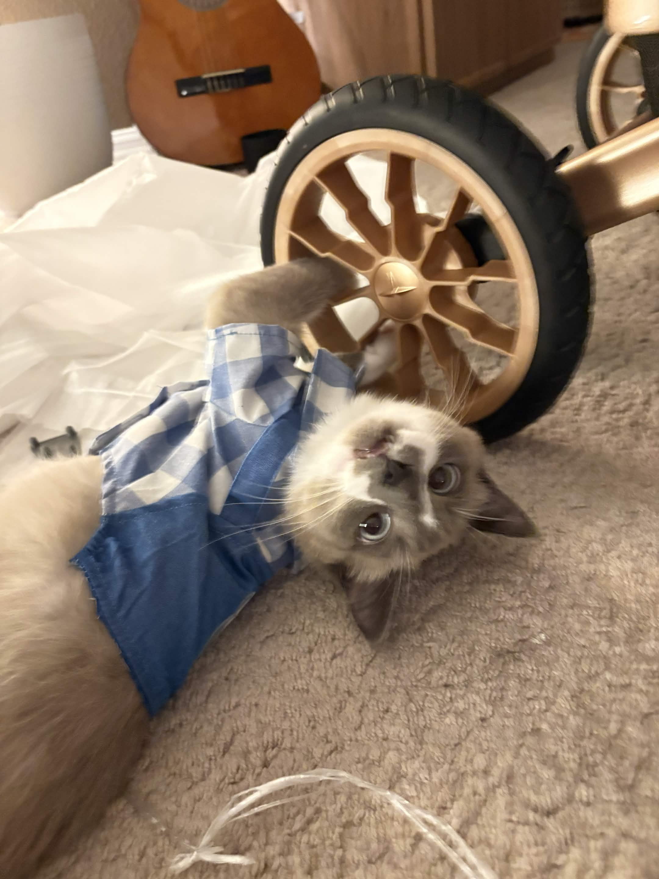 A cat playing in a cozy home setting