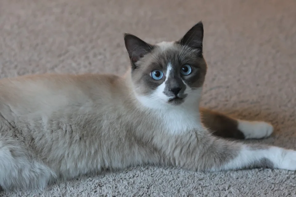 A blue-eyed cat relaxing on the carpet