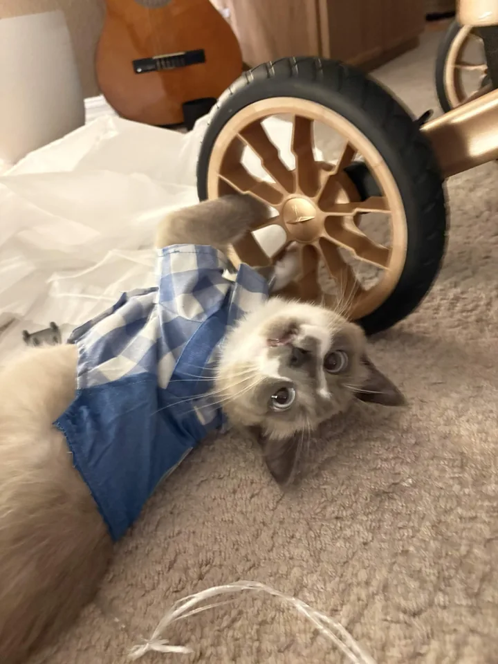 A cat in a blue scarf near a toy car