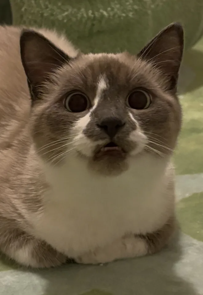 A wide-eyed cat relaxing on a green perch