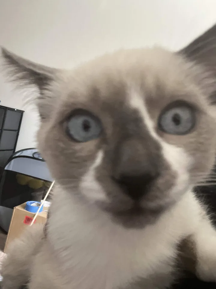 A curious cat looking into the camera
