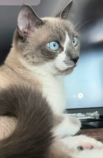 Panda serving as a design assistant at the desk