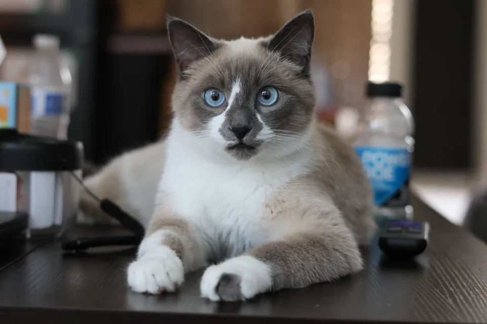 A blue-eyed cat resting its paws on a desk