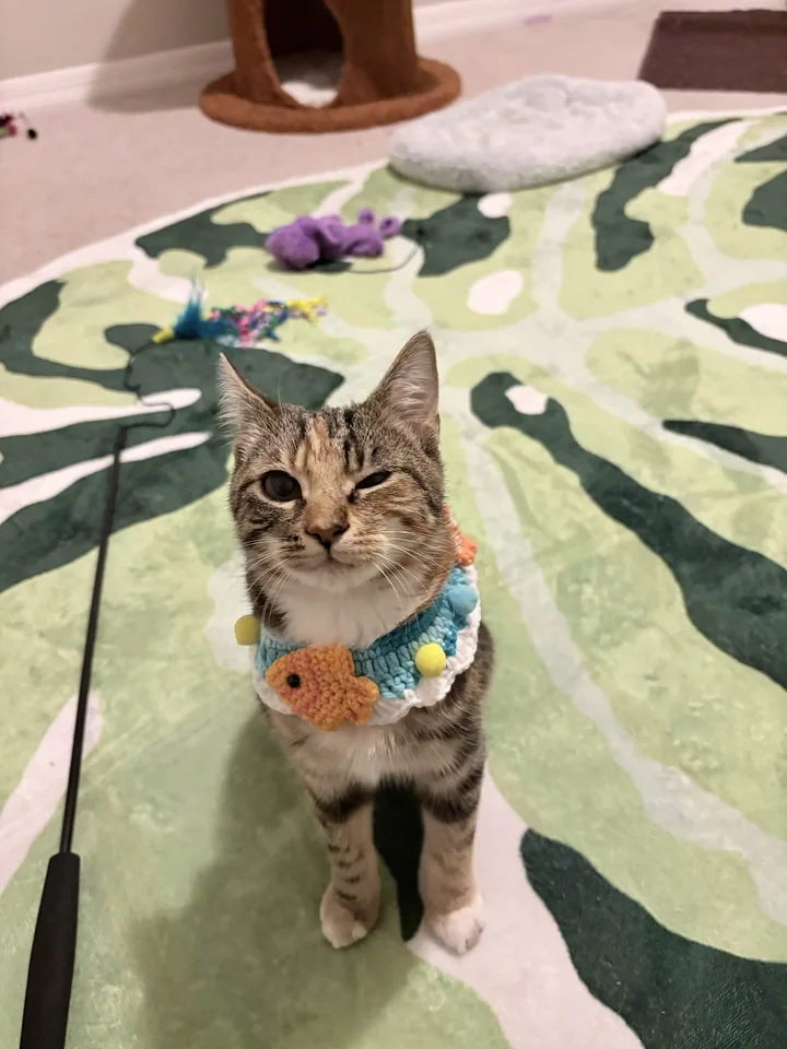 A cat wearing a handmade fish sweater
