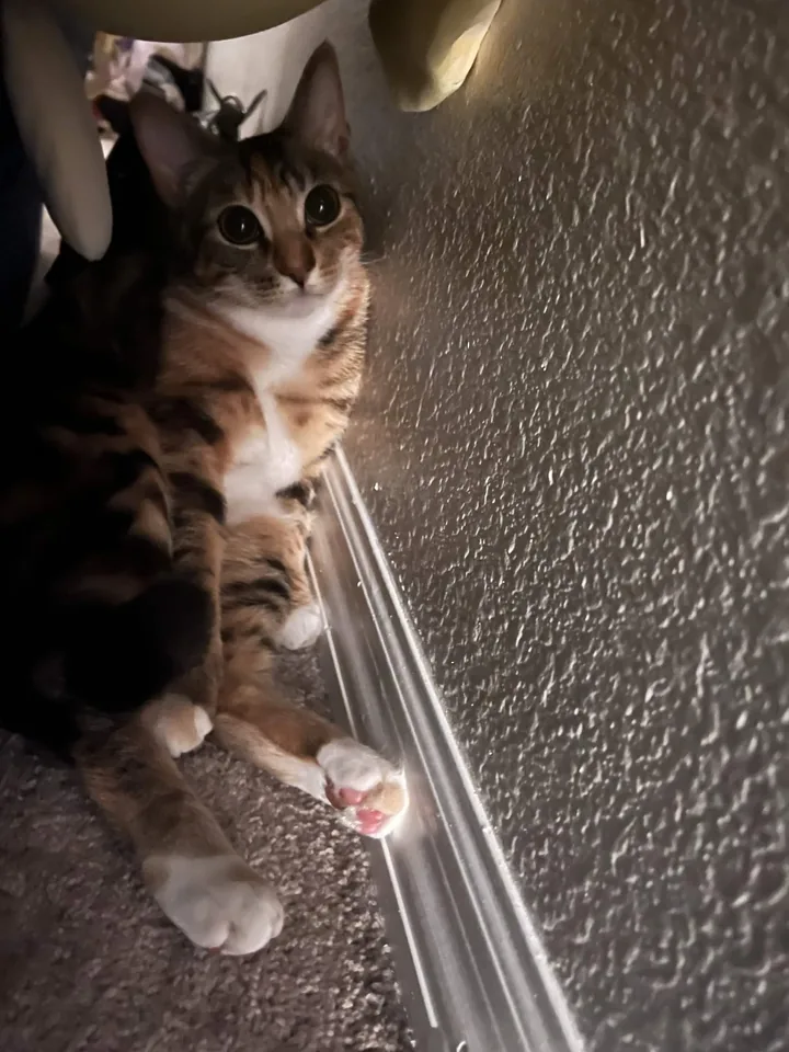 A cat exploring a cozy corner