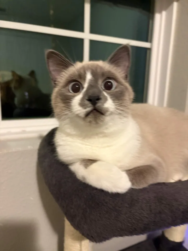 A cat lounging at night