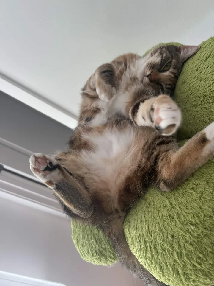 A cat stretching on a green perch