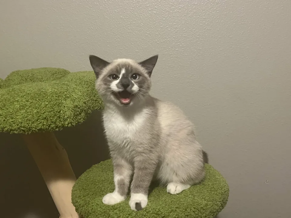 A kitten perched on a green cat tree