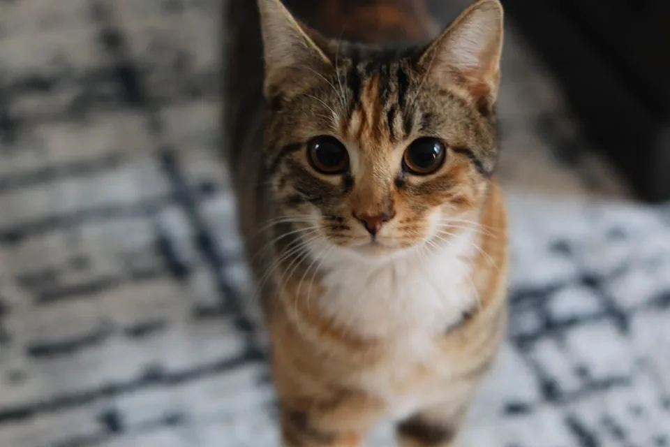 A close-up of a curious tabby cat on a patterned rug