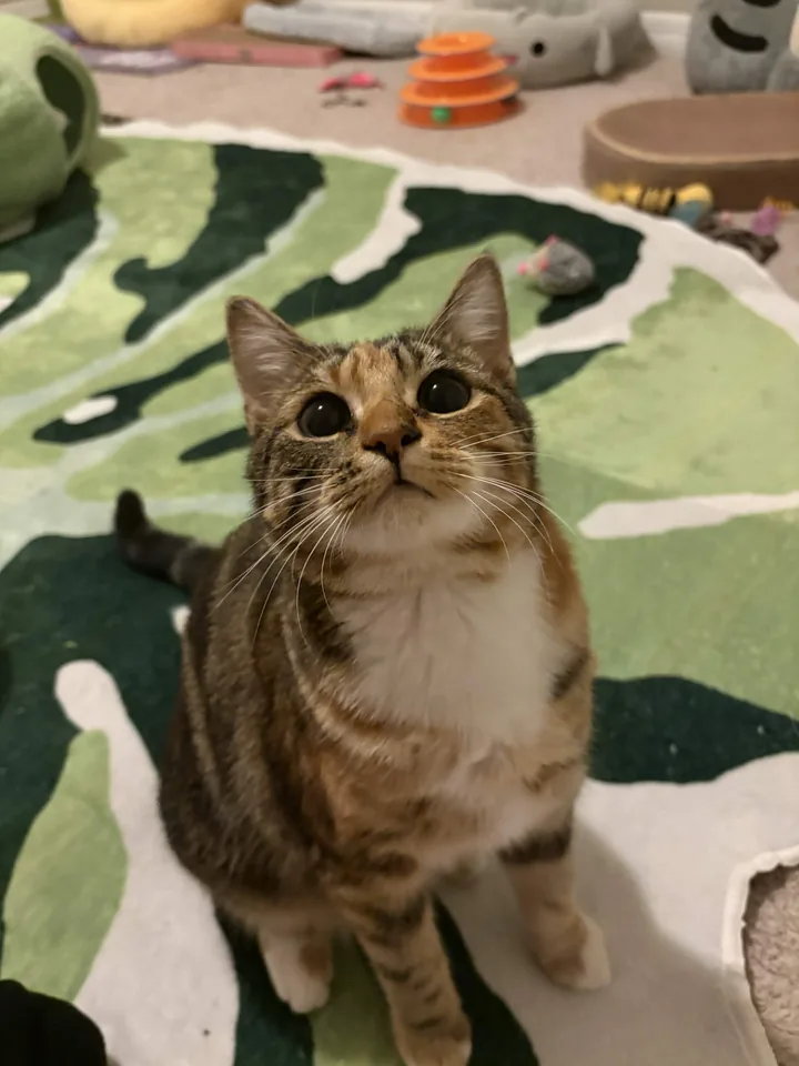 A cat sitting on a patterned rug