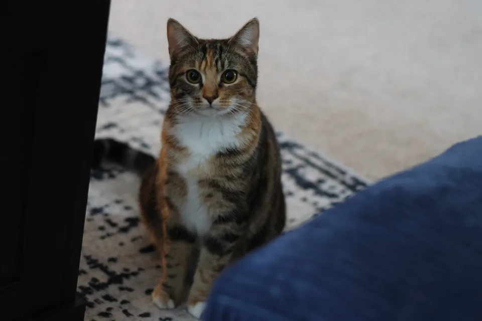 A curious tabby cat sitting on a patterned rug