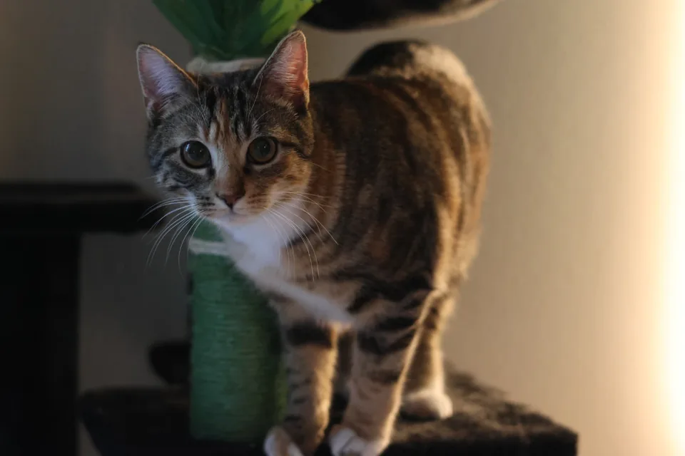 A tabby cat in warm evening light